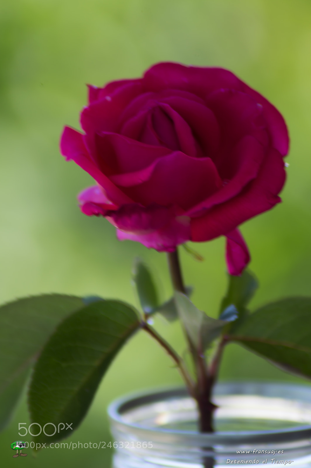 Nikon D3200 sample photo. Flores photography