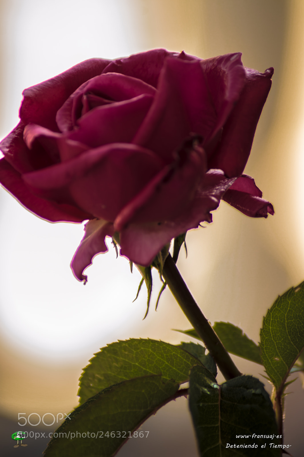 Nikon D3200 sample photo. Flores photography