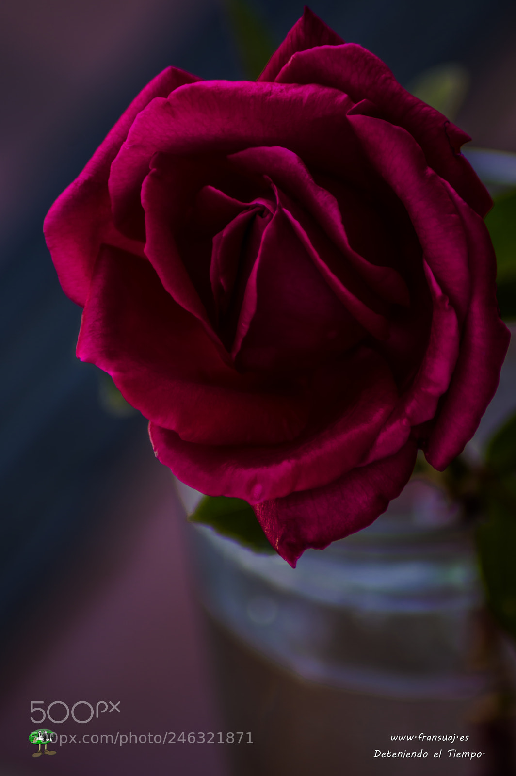 Nikon D3200 sample photo. Flores photography
