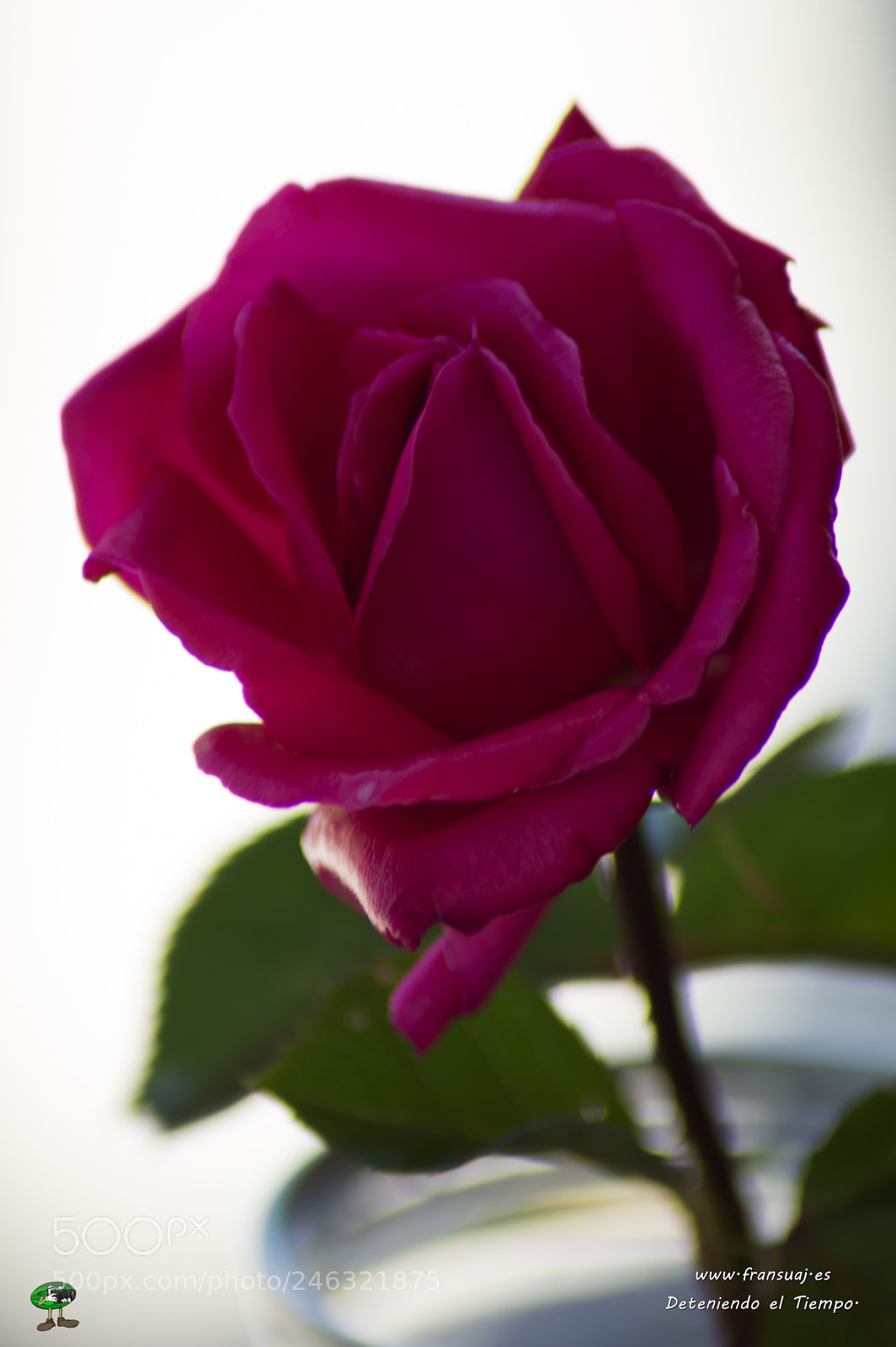 Nikon D3200 sample photo. Flores photography