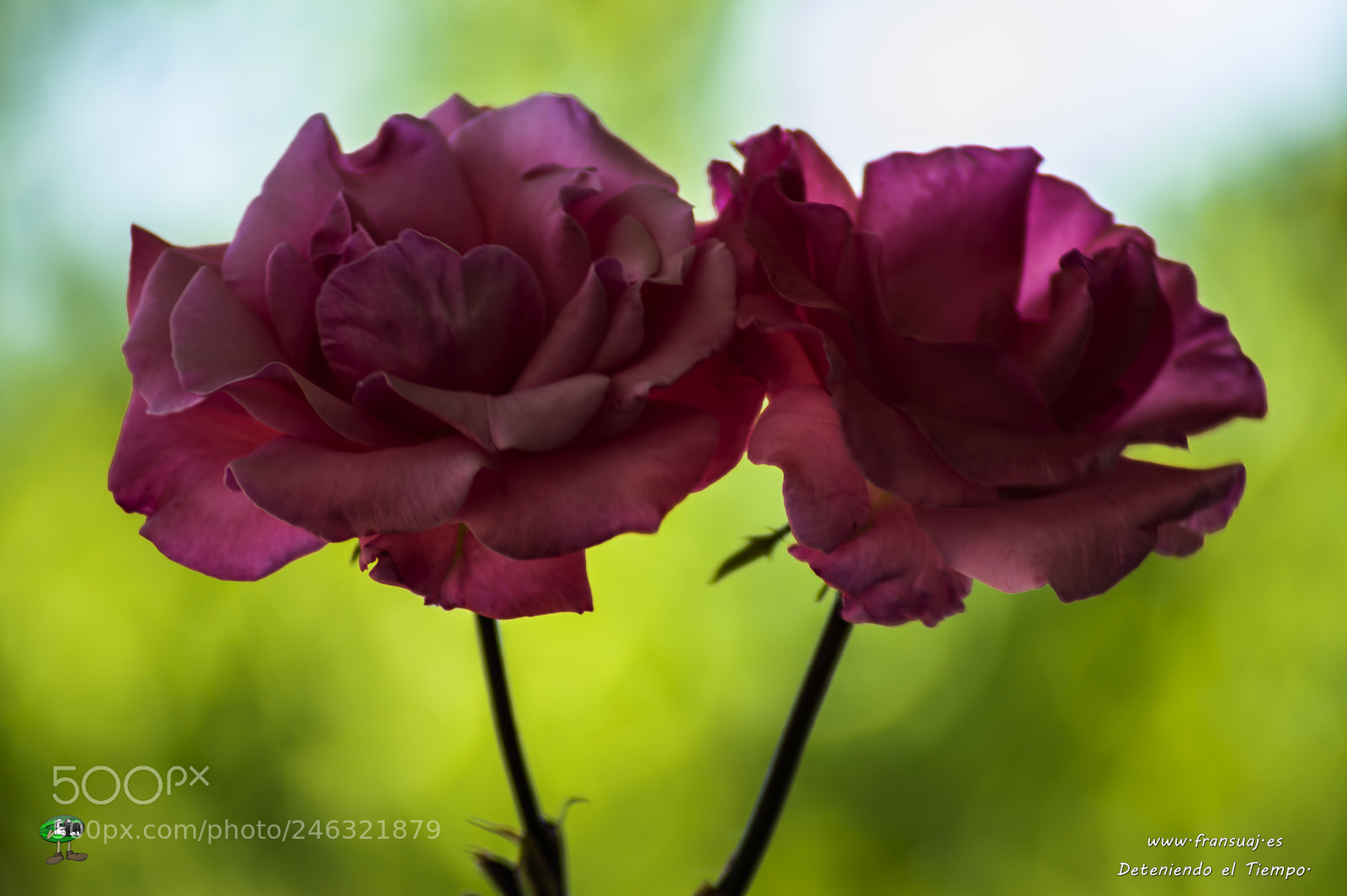 Nikon D3200 sample photo. Flores photography