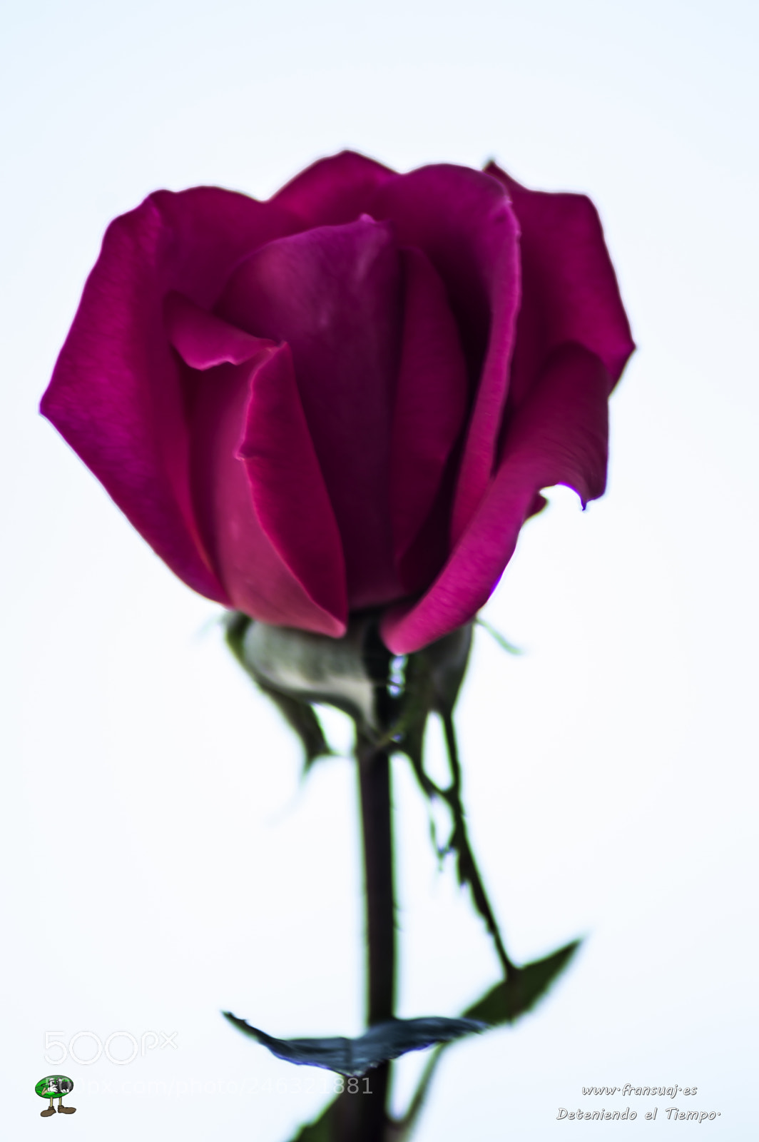 Nikon D3200 sample photo. Flores photography