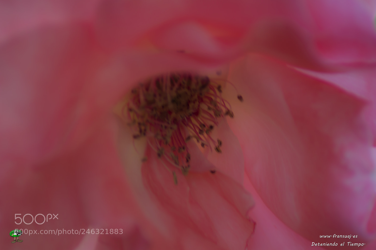 Nikon D3200 sample photo. Flores photography