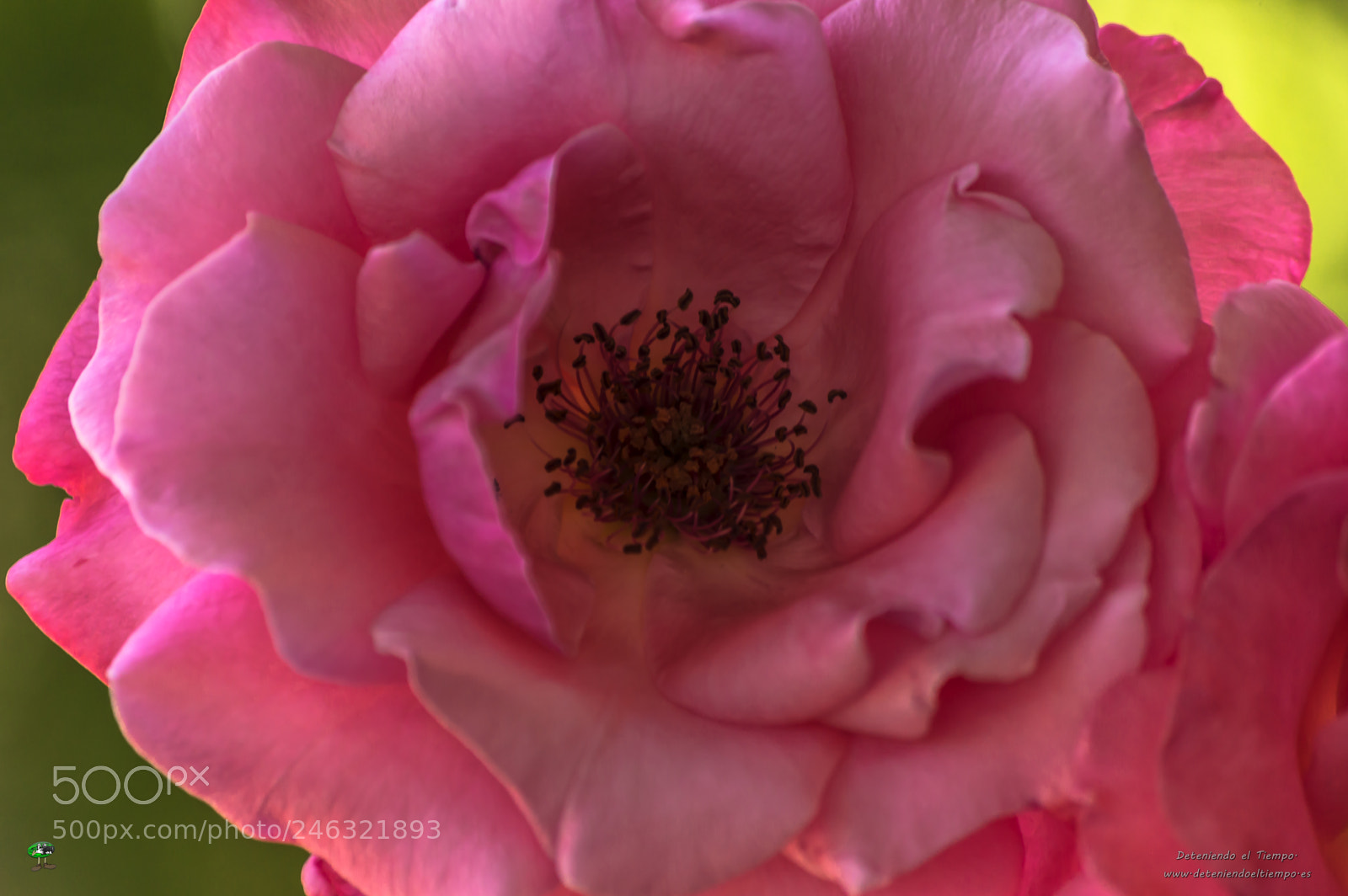 Nikon D3200 sample photo. Flores photography