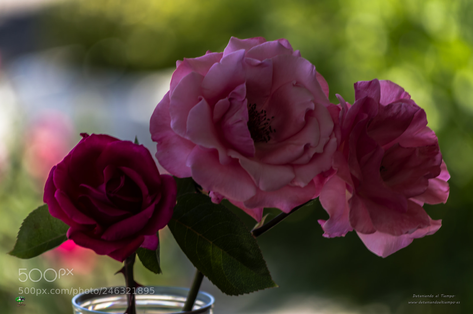 Nikon D3200 sample photo. Flores photography