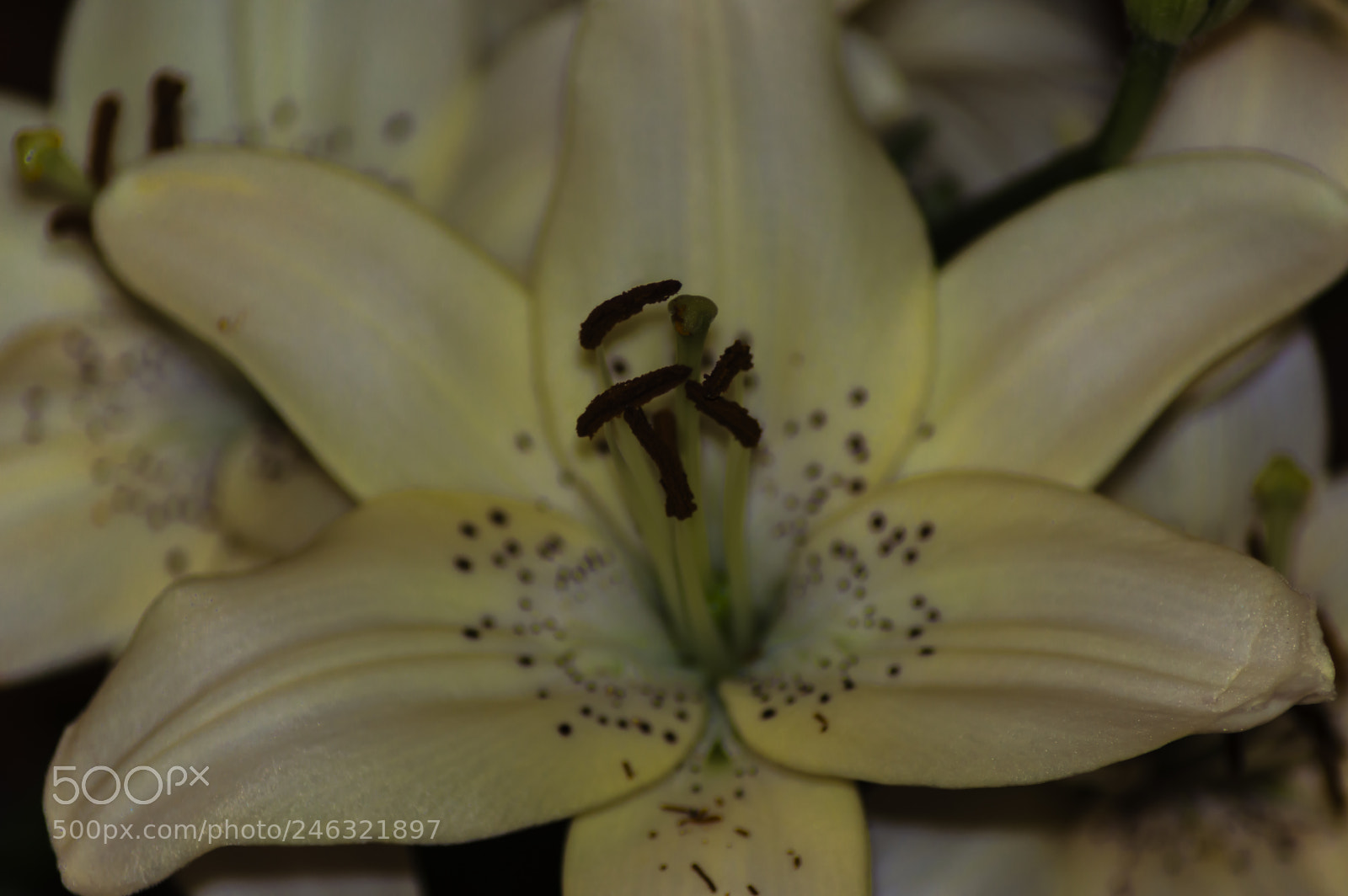 Nikon D3200 sample photo. Flores photography