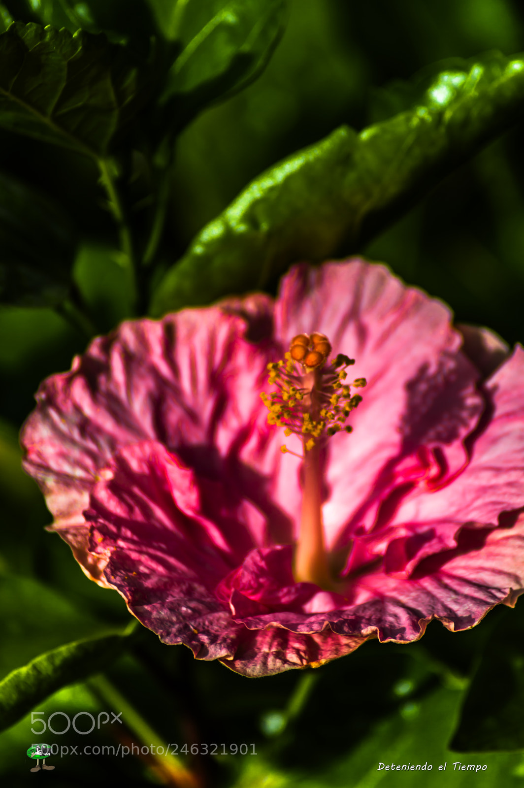 Nikon D3200 sample photo. Flores photography