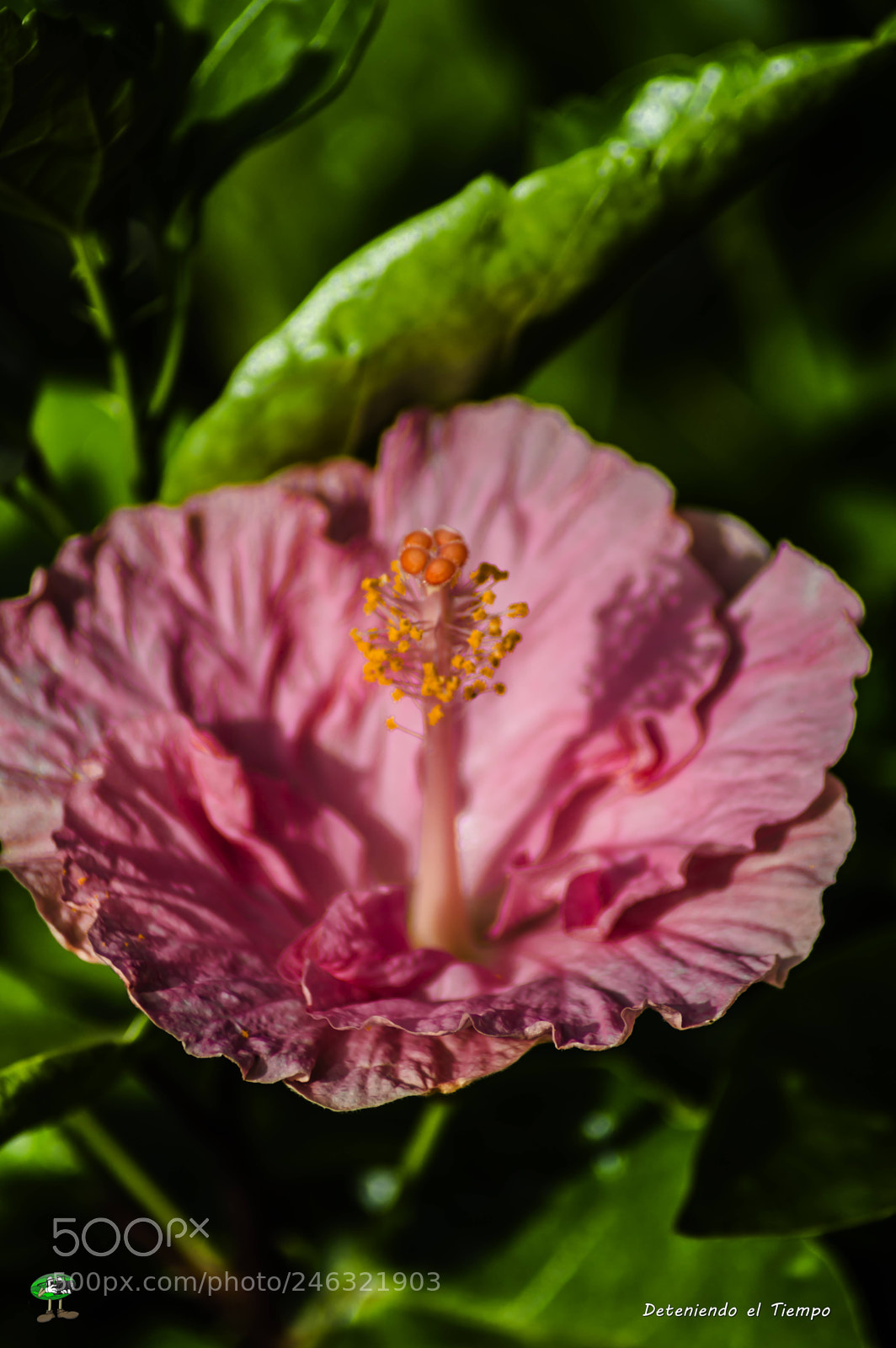 Nikon D3200 sample photo. Flores photography
