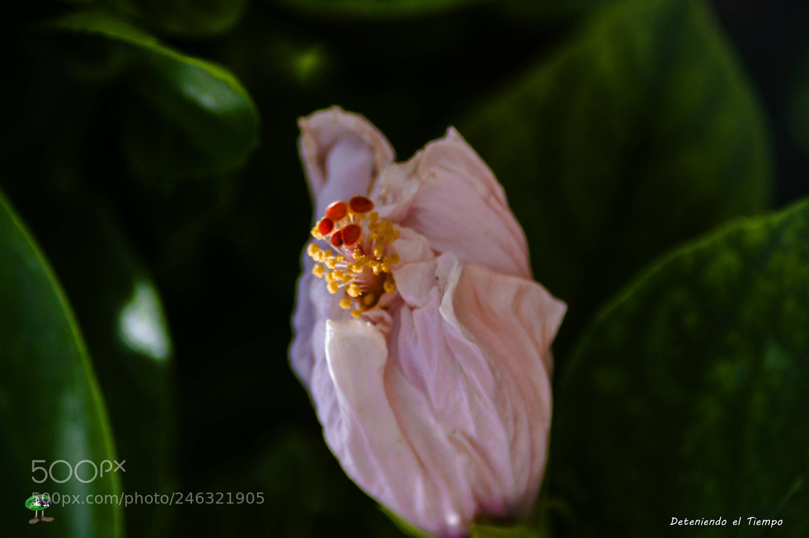 Nikon D3200 sample photo. Flores photography