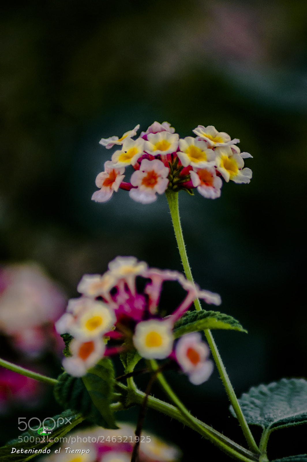 Nikon D3200 sample photo. Flores photography