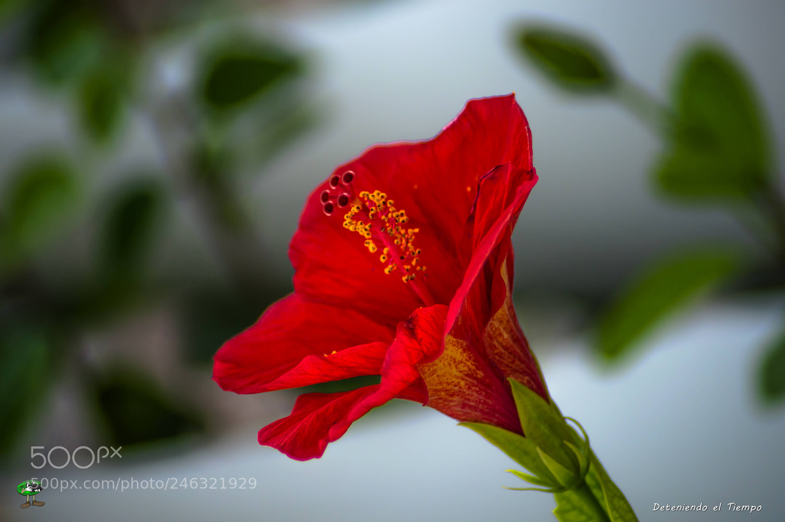 Nikon D3200 sample photo. Flores photography