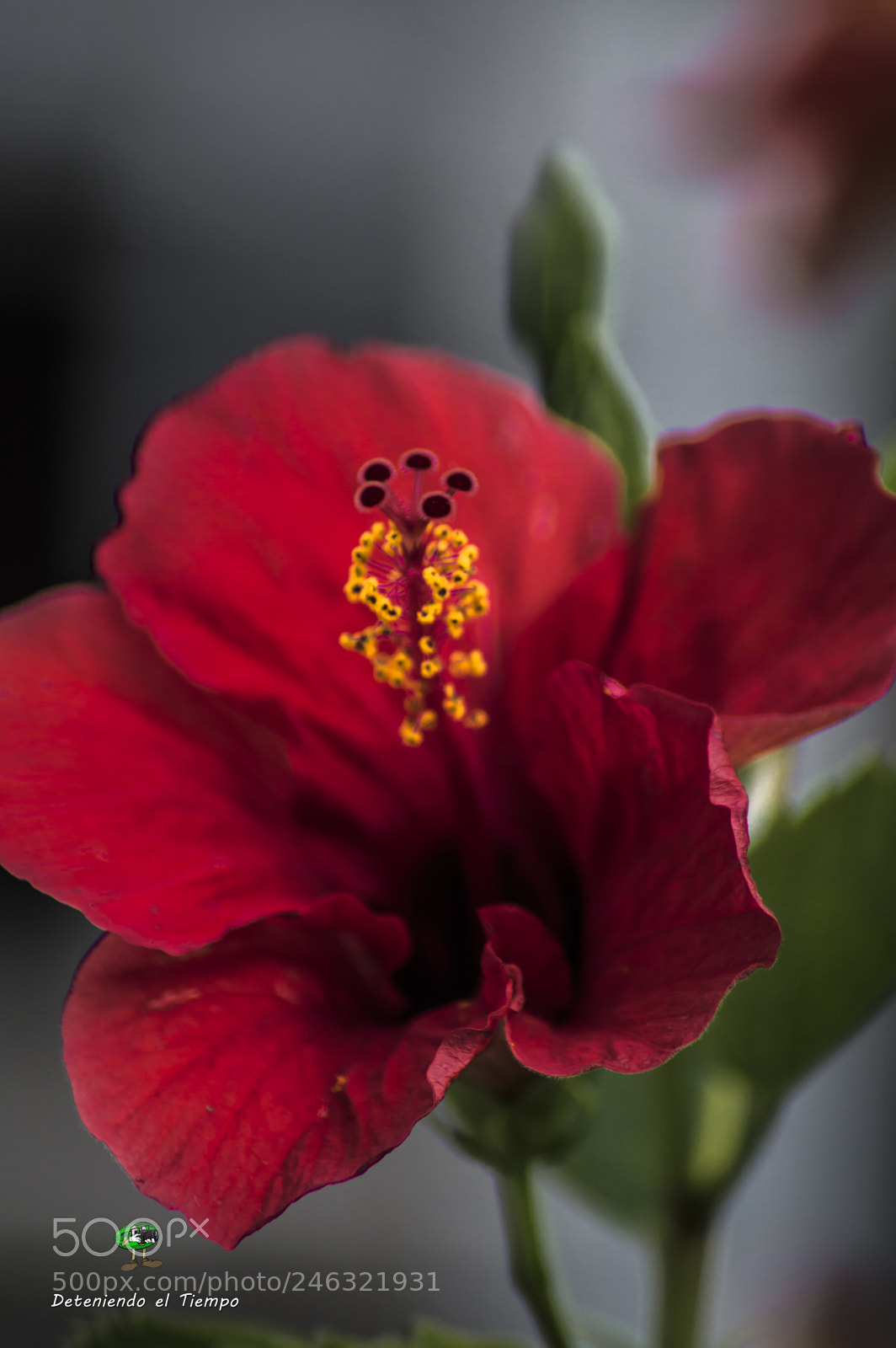 Nikon D3200 sample photo. Flores photography