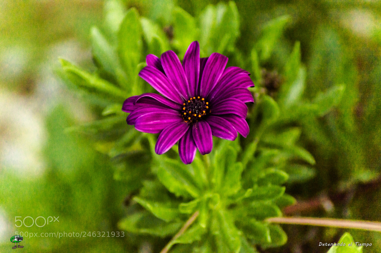 Nikon D3200 sample photo. Flores photography
