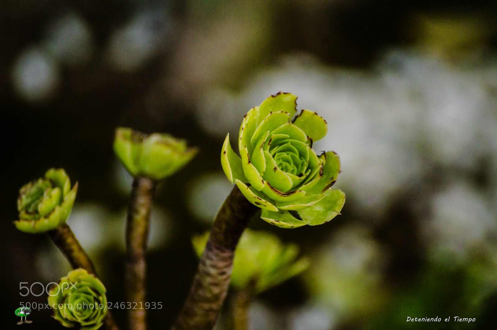 Nikon D3200 sample photo. Flores photography