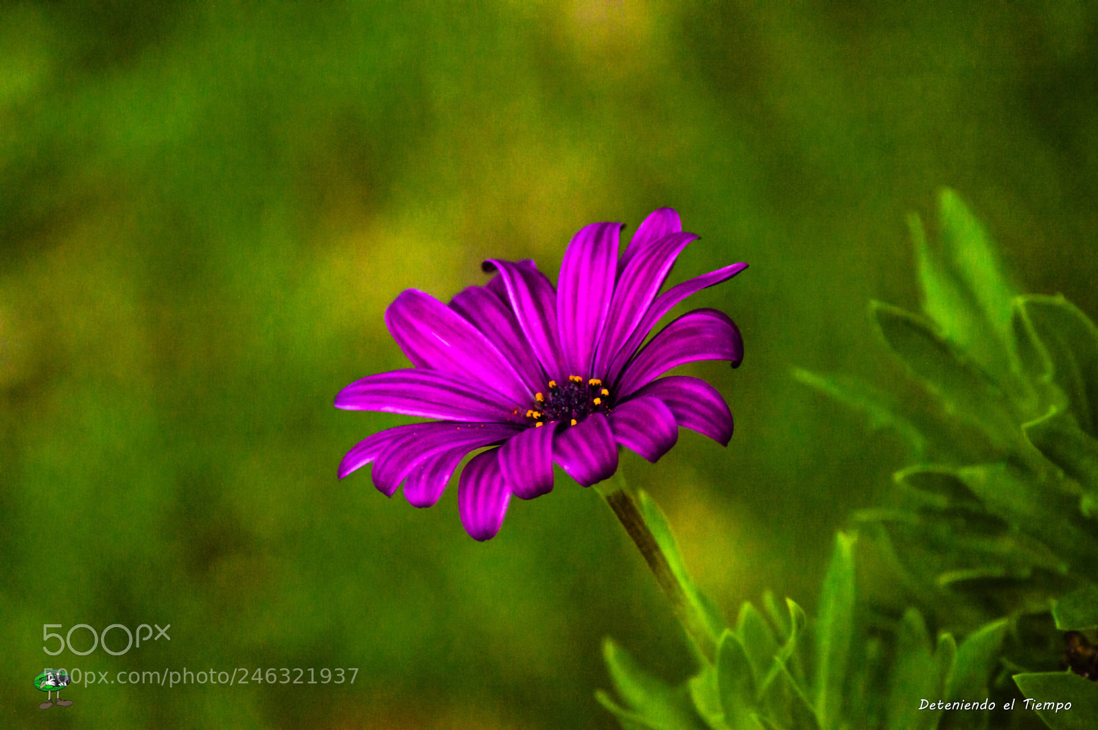 Nikon D3200 sample photo. Flores photography