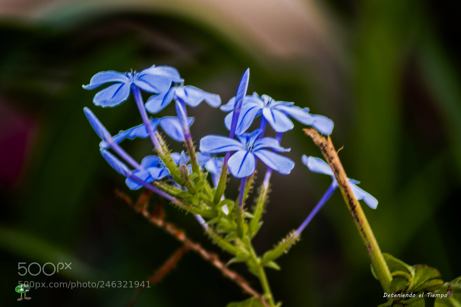 Nikon D3200 sample photo. Flores photography