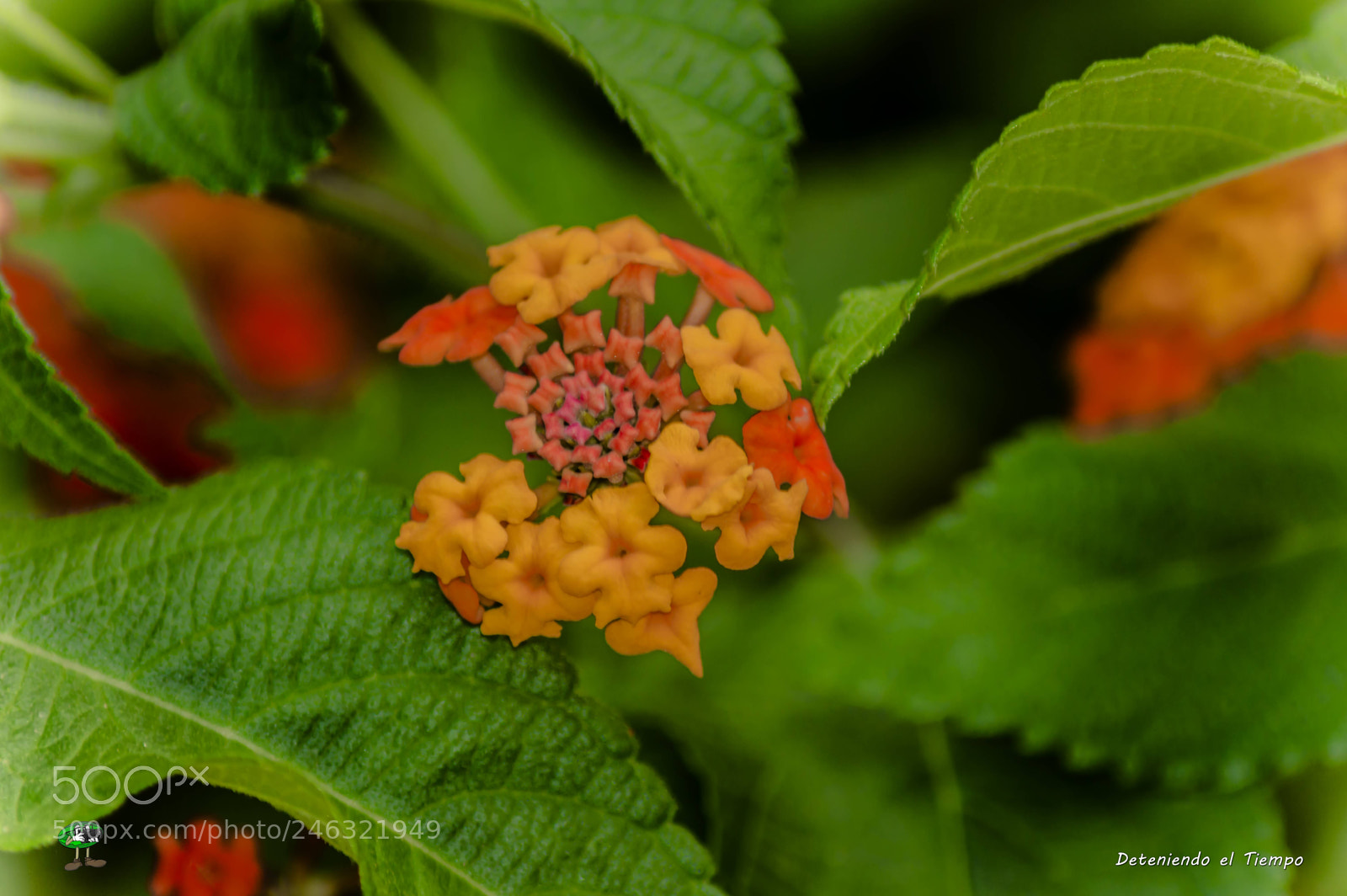 Nikon D3200 sample photo. Flores photography