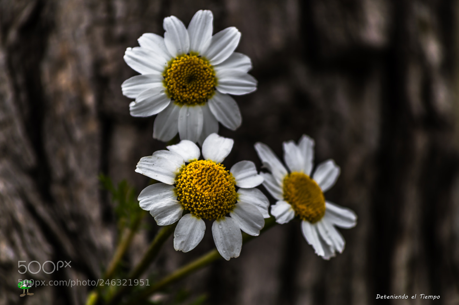 Nikon D3200 sample photo. Flores photography