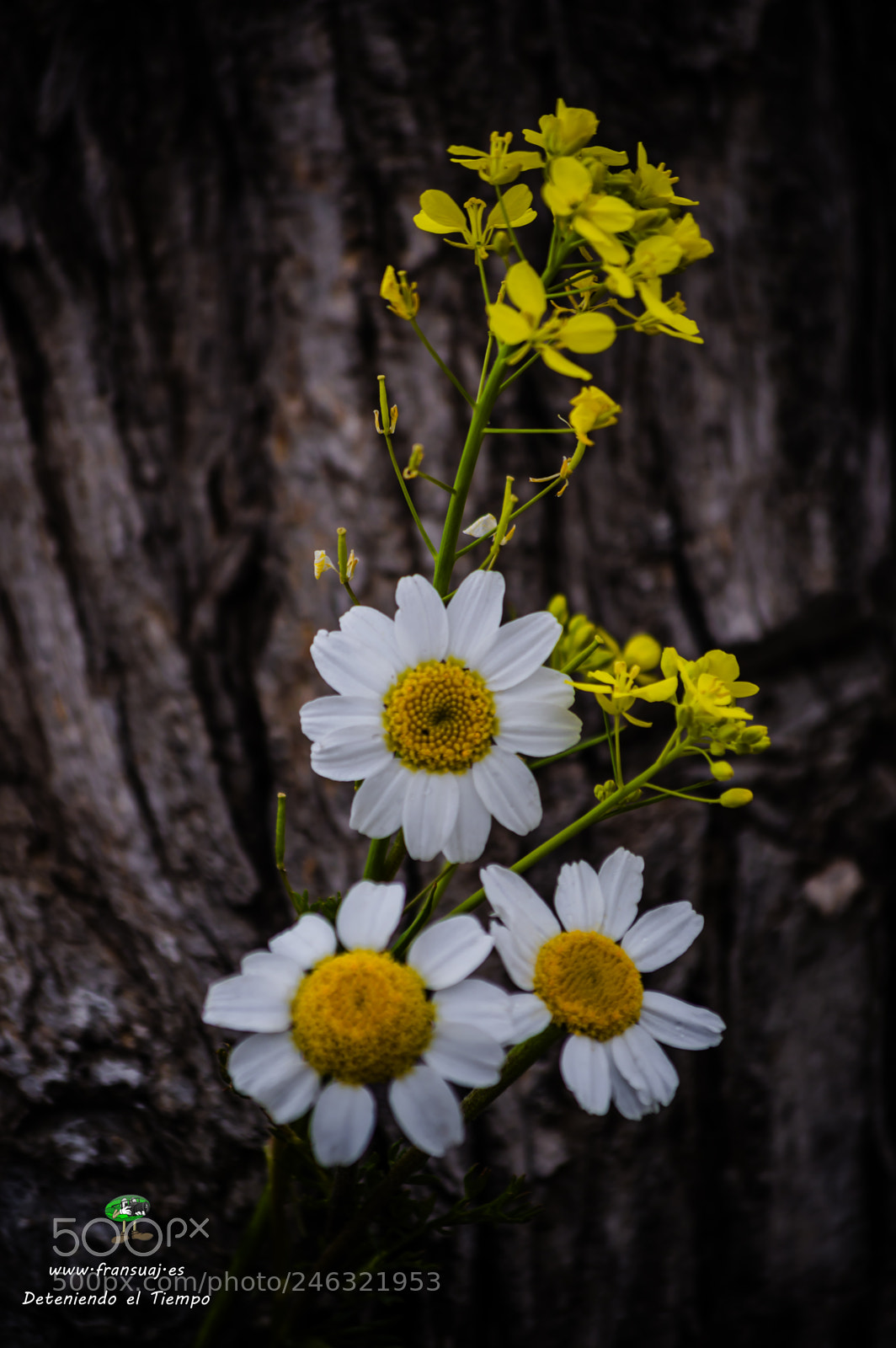 Nikon D3200 sample photo. Flores photography