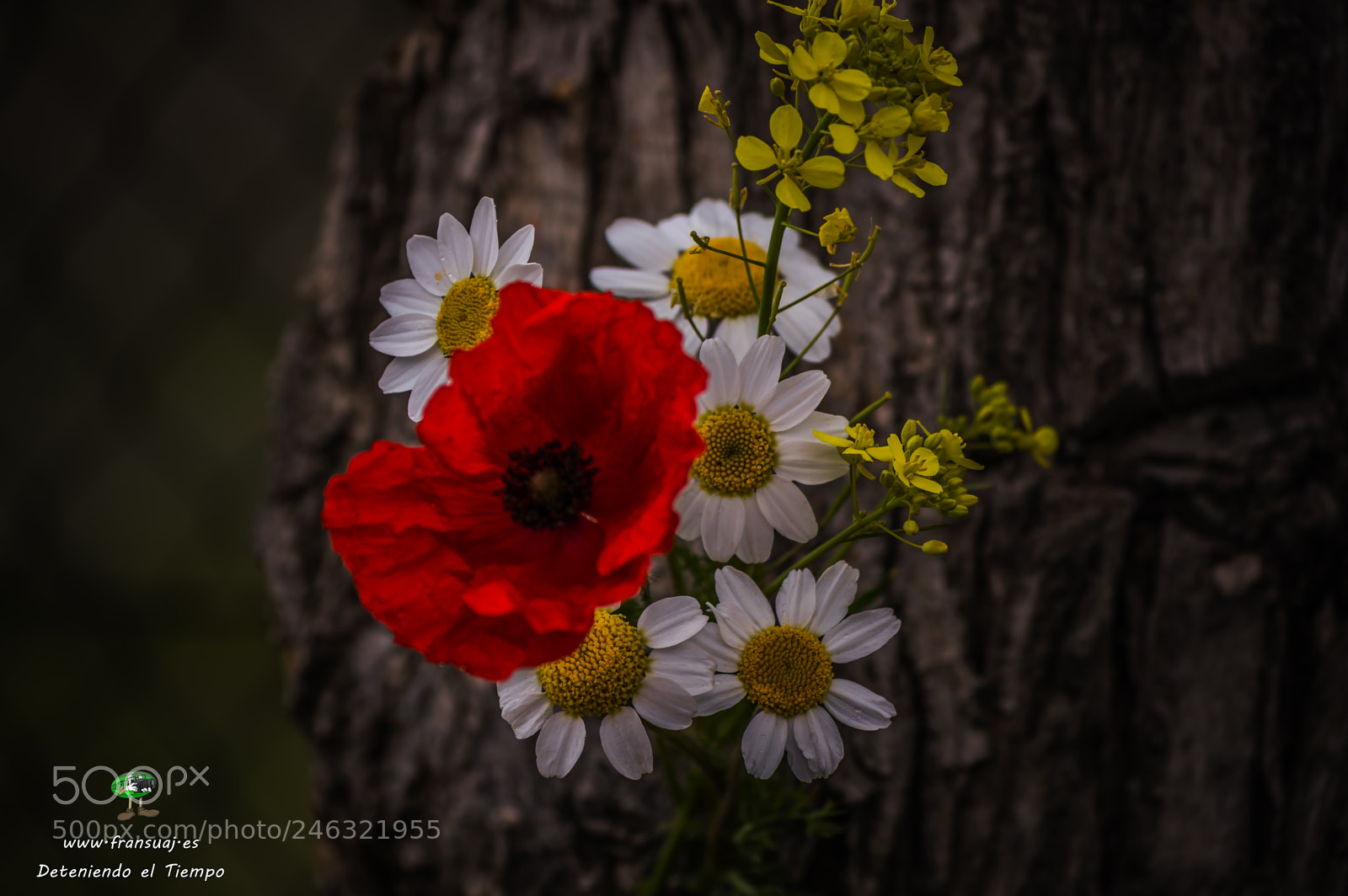 Nikon D3200 sample photo. Flores photography