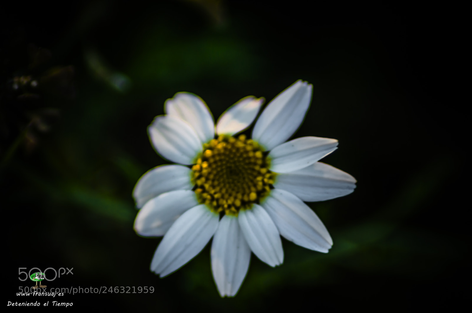 Nikon D3200 sample photo. Flores photography
