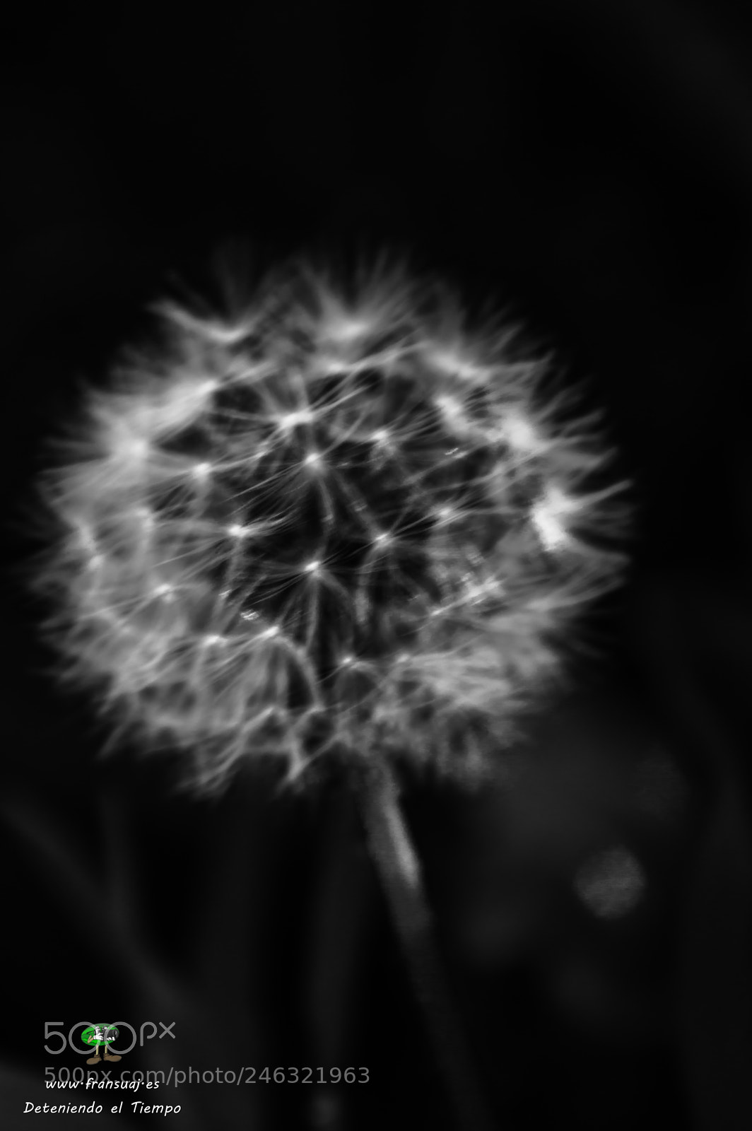 Nikon D3200 sample photo. Flores photography