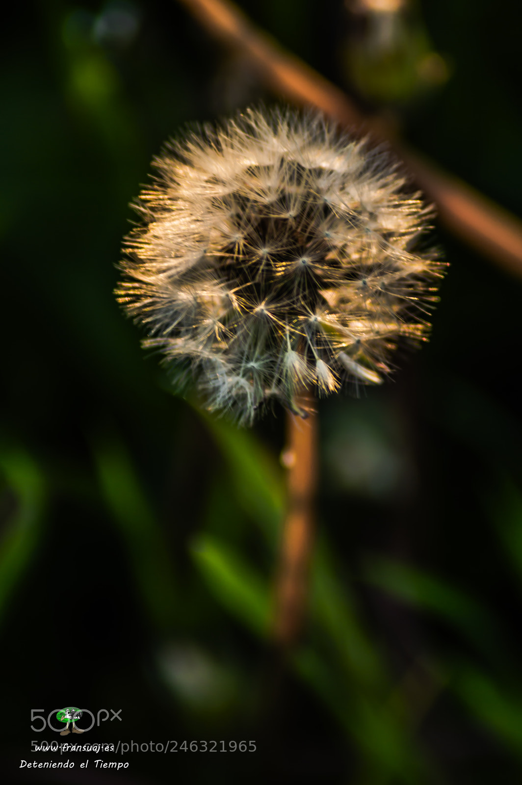 Nikon D3200 sample photo. Flores photography