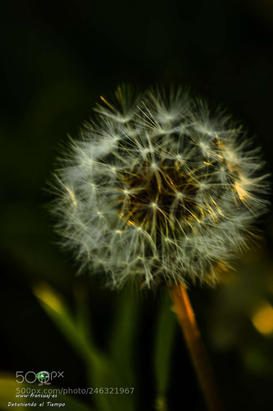 Nikon D3200 sample photo. Flores photography