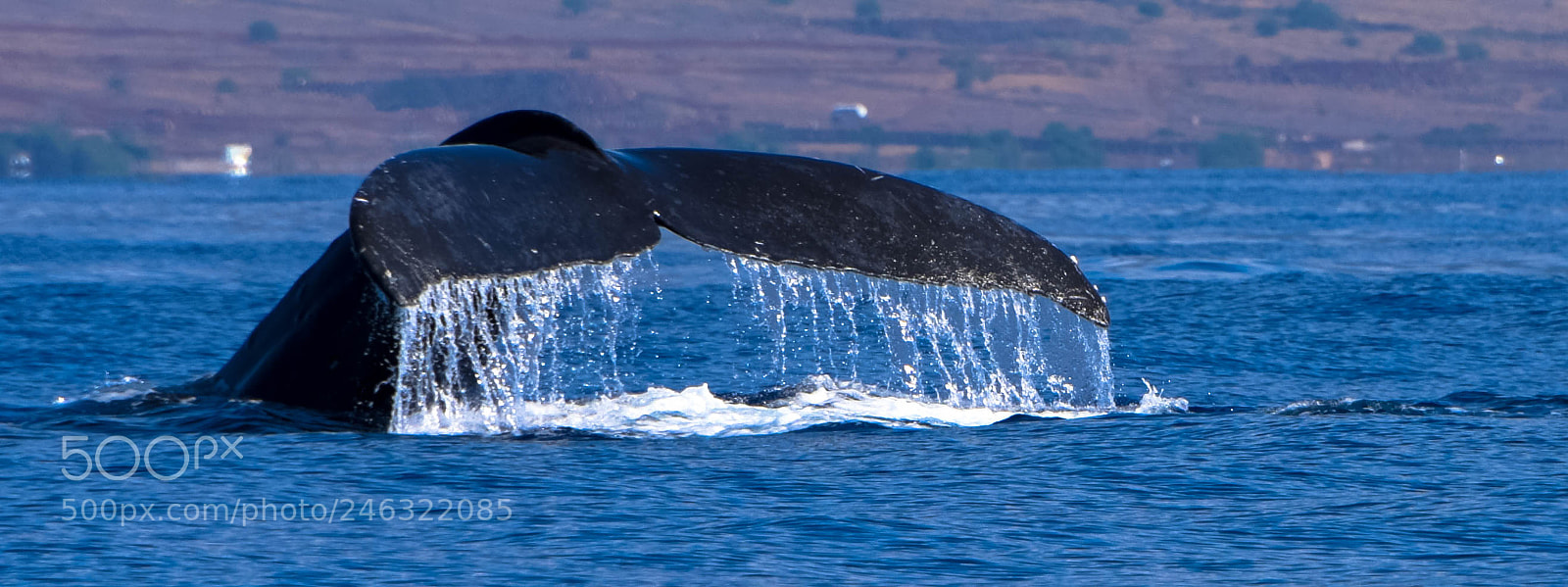 Nikon D810 sample photo. Tail wave! photography