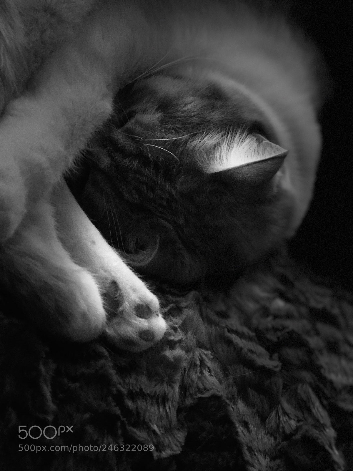 Apple iPhone 8 Plus sample photo. Sleeping cat photography
