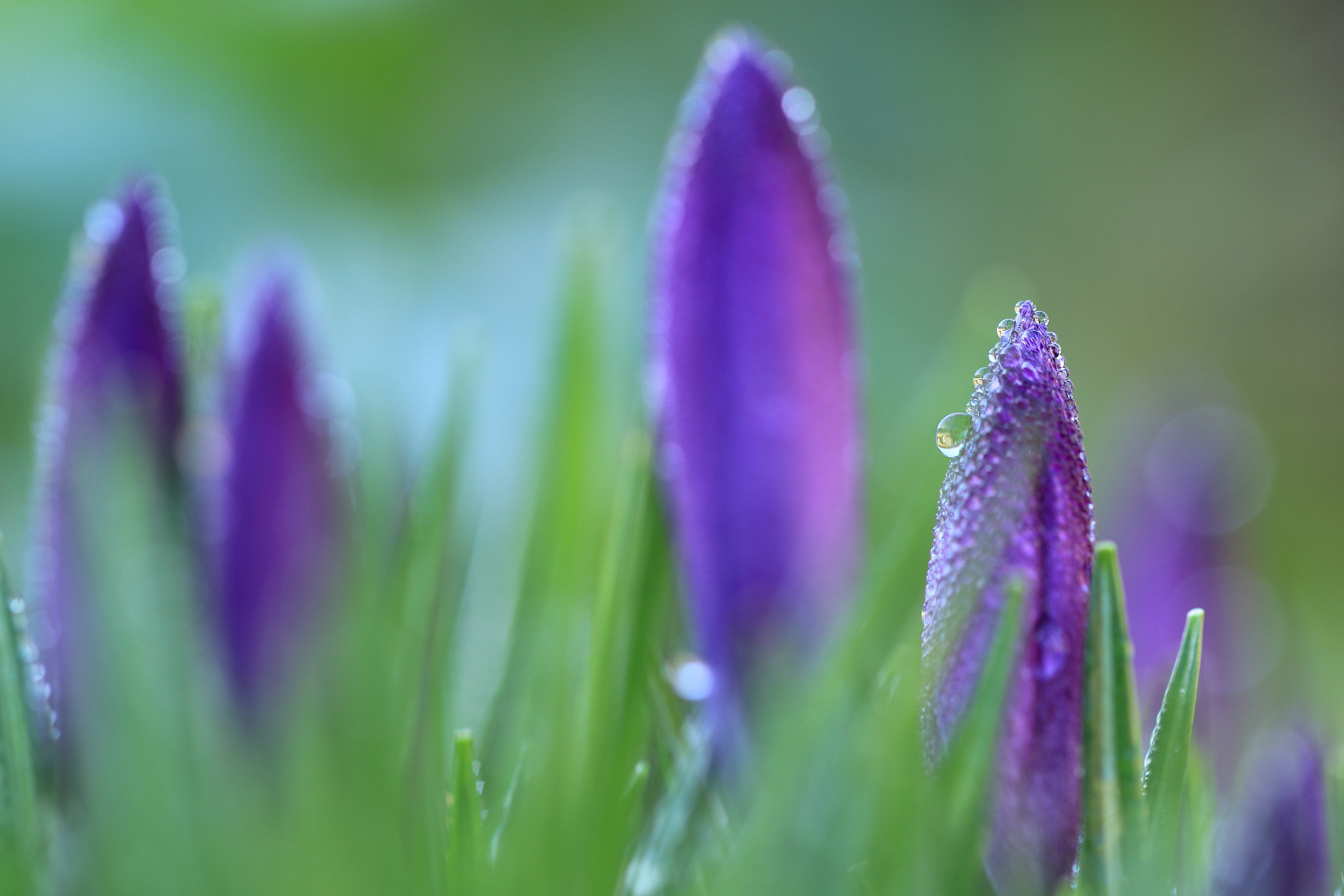Canon EF 100mm F2.8L Macro IS USM sample photo. First one photography