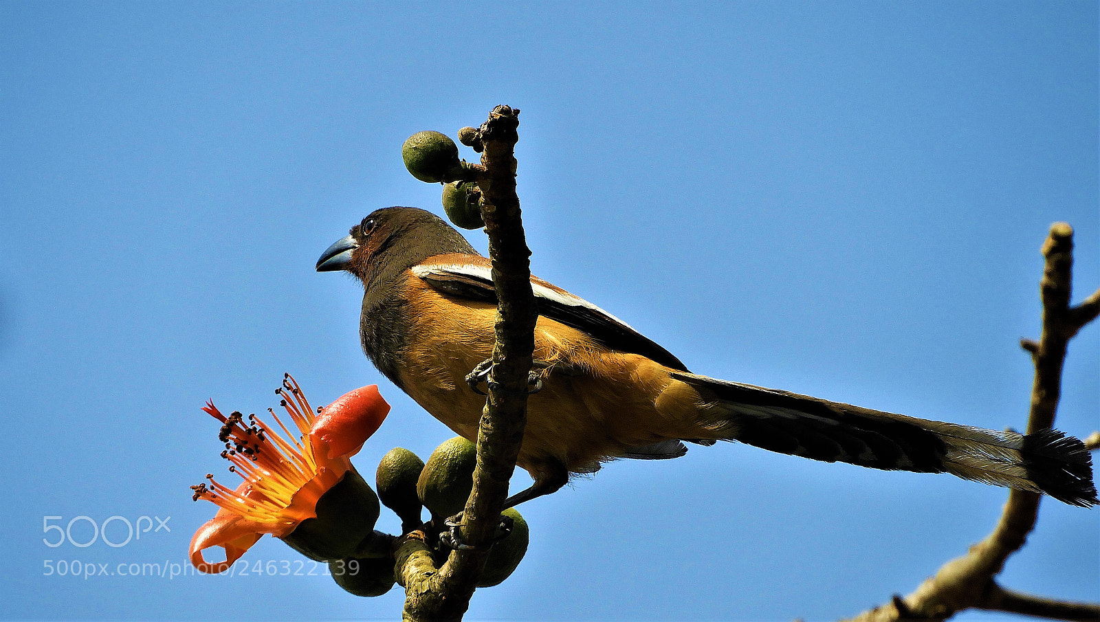 Nikon Coolpix B700 sample photo. Rufous  treepie photography