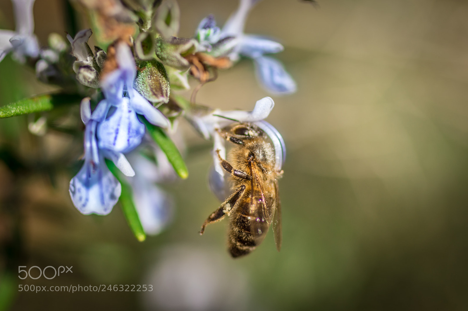 Canon EOS 800D (EOS Rebel T7i / EOS Kiss X9i) sample photo. Hardworking honeybee photography