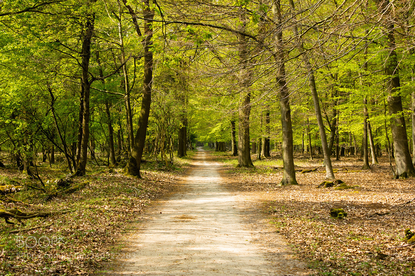 Canon EOS 550D (EOS Rebel T2i / EOS Kiss X4) sample photo. Endless road photography