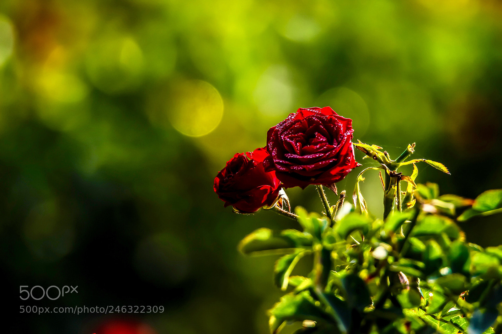 Canon EOS 600D (Rebel EOS T3i / EOS Kiss X5) sample photo. Red rose photography