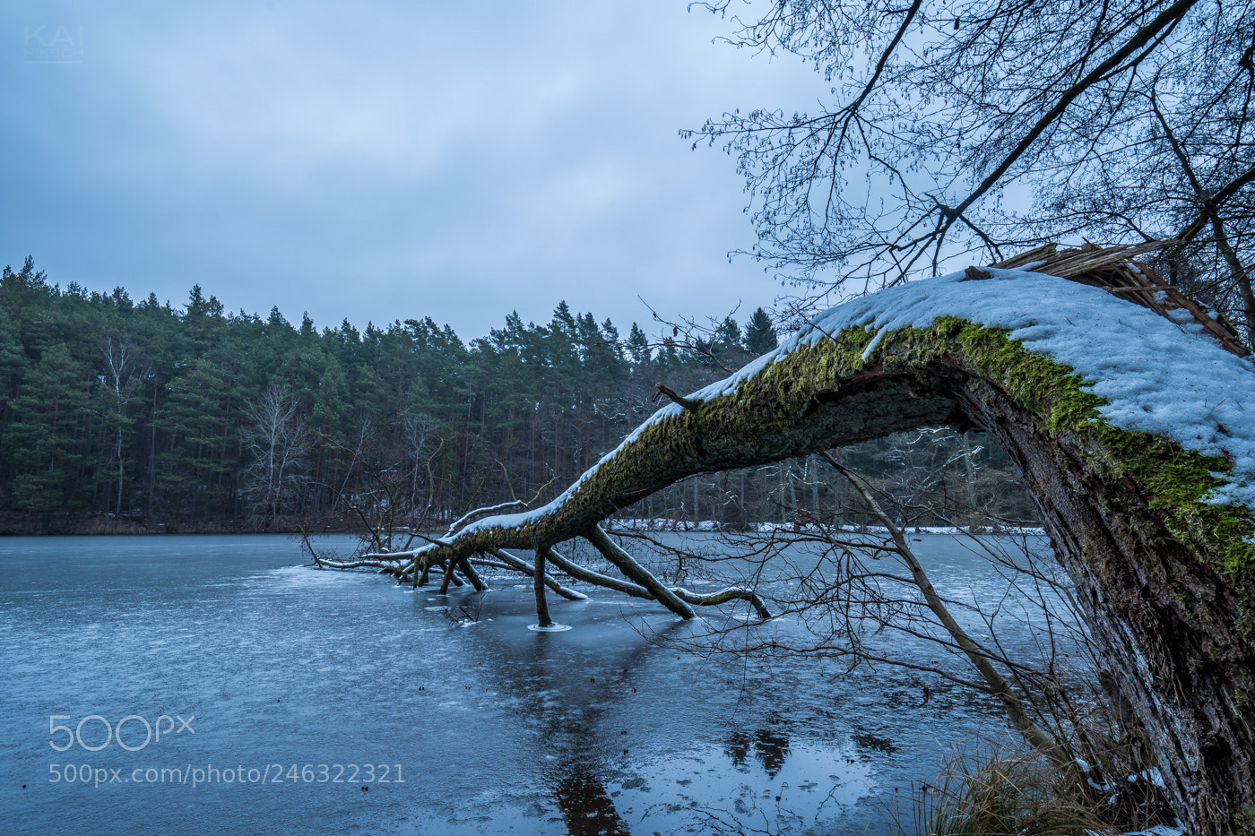 Nikon D500 sample photo. Fishing tree photography