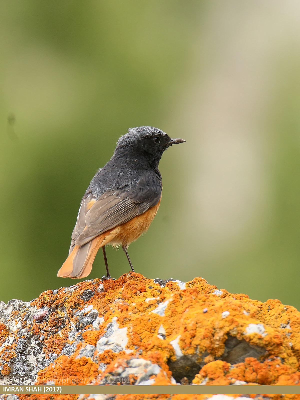 Canon EOS 7D Mark II sample photo. Black redstart (phoenicurus ochruros) photography