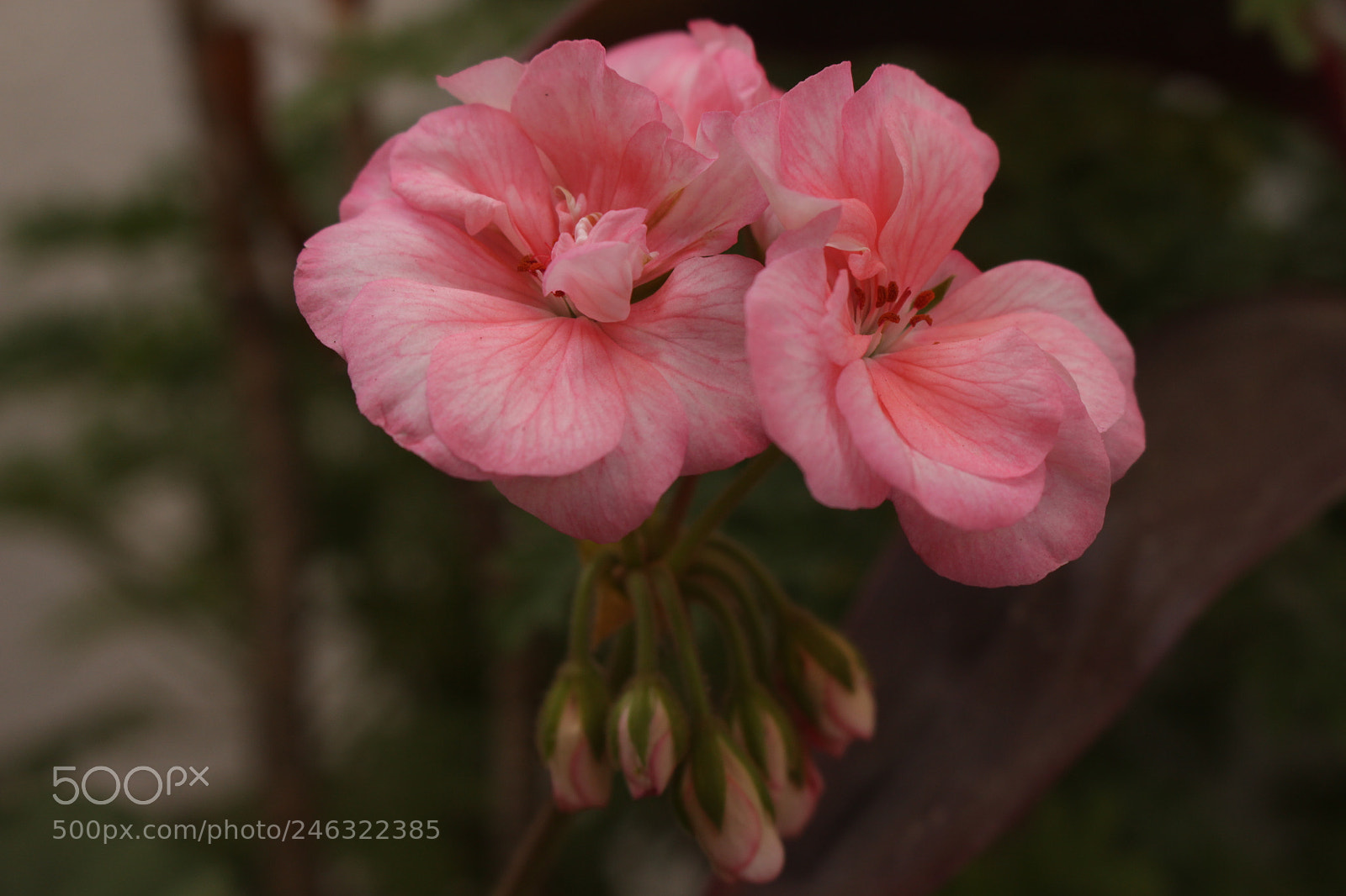 Canon EOS 700D (EOS Rebel T5i / EOS Kiss X7i) sample photo. Nacer, crecer y morir photography