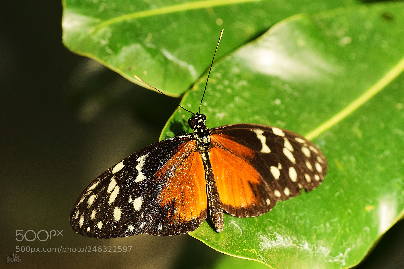 Sony ILCA-77M2 sample photo. Butterfly photography