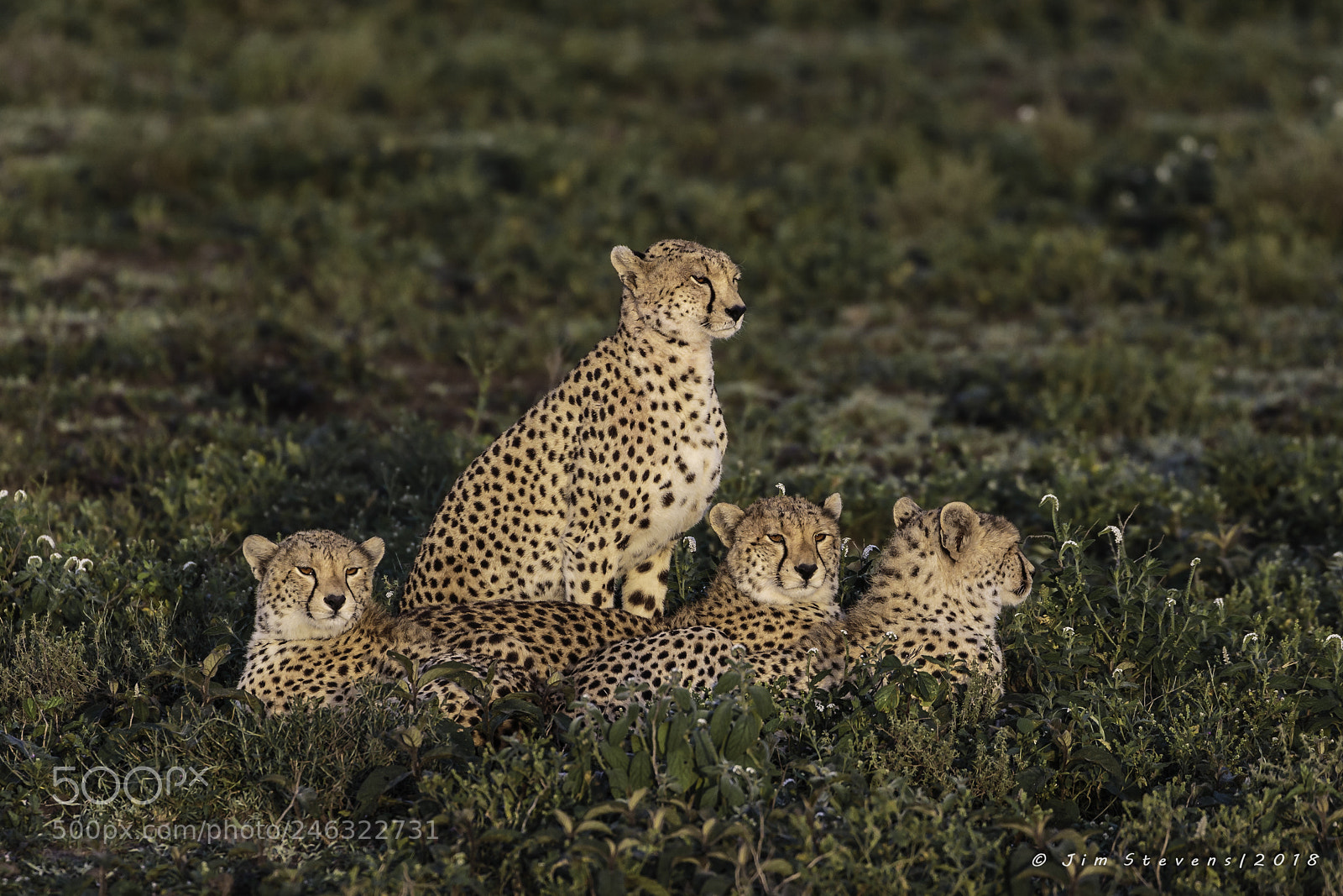 Canon EOS-1D X sample photo. Serengeti cheetahs photography