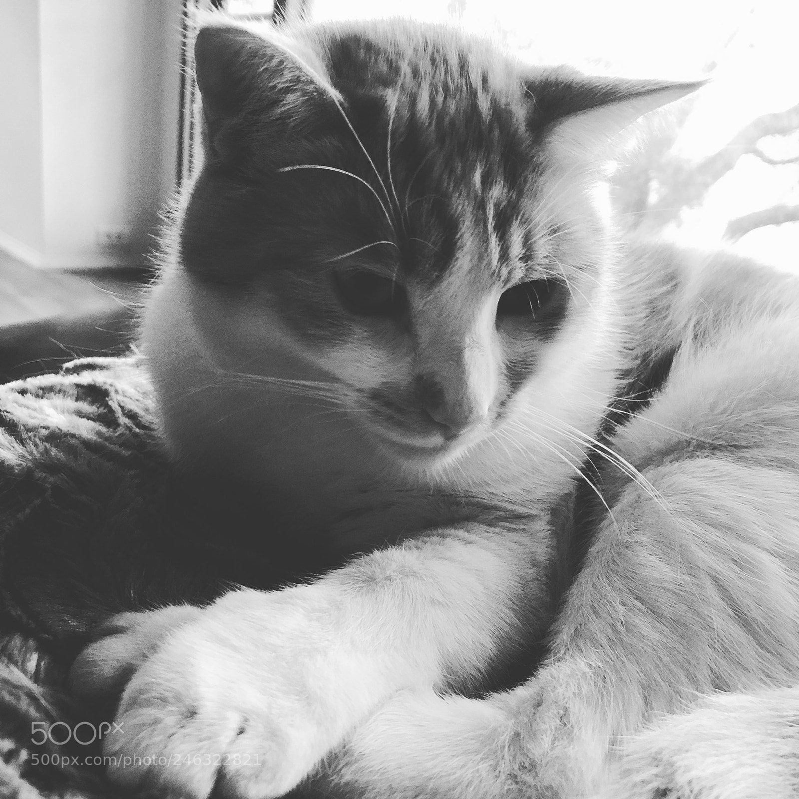 Apple iPhone 8 Plus sample photo. Monochromatic cat photography