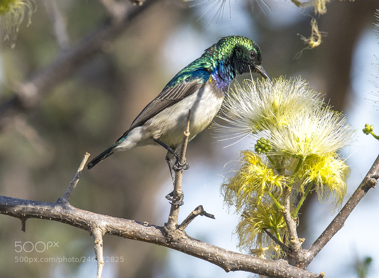 Nikon D810 sample photo. White bellied sunbird (male) photography