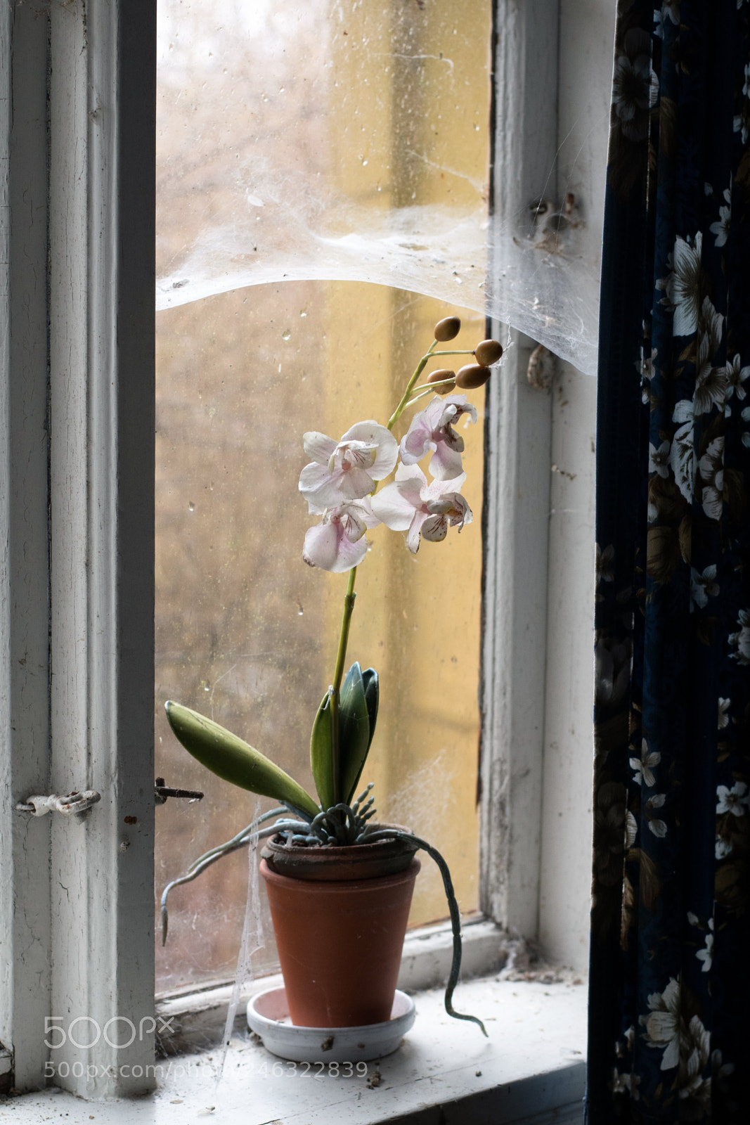 Nikon D500 sample photo. The flower... photography