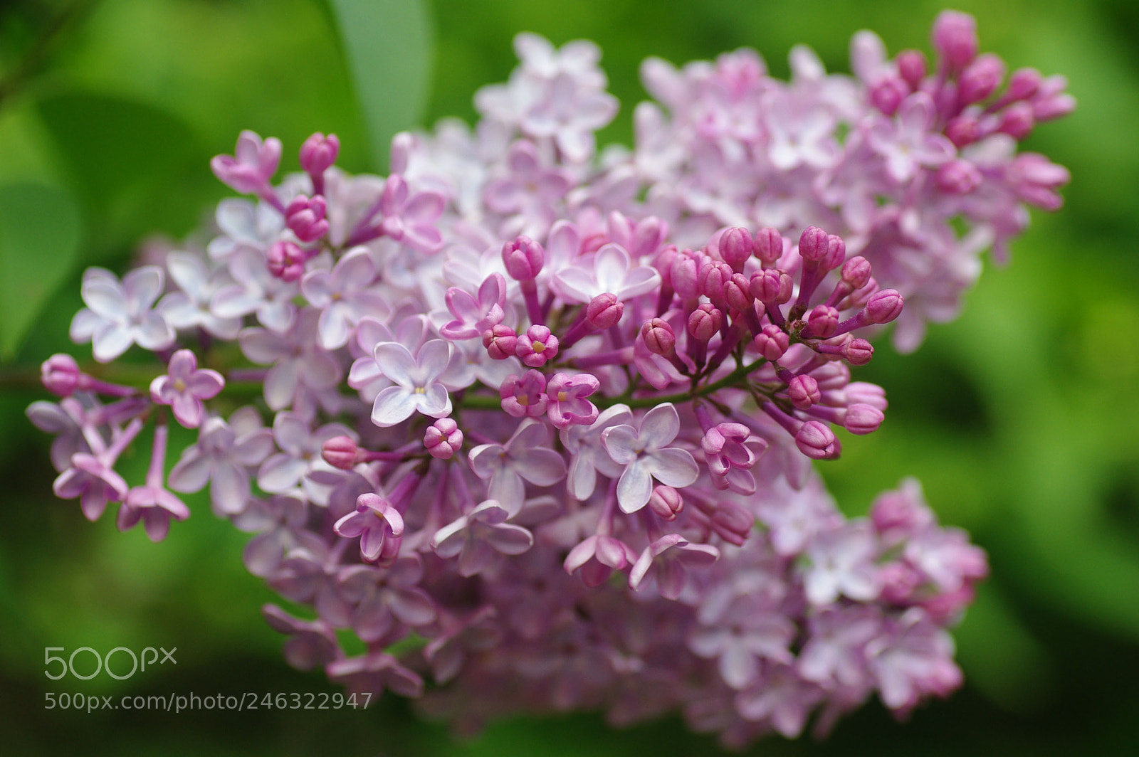 Pentax K200D sample photo. Lilac ii photography