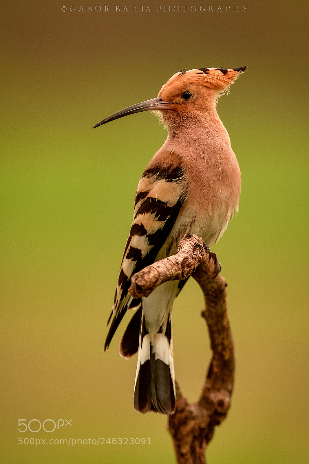 Nikon D5 sample photo. Hoopoe photography