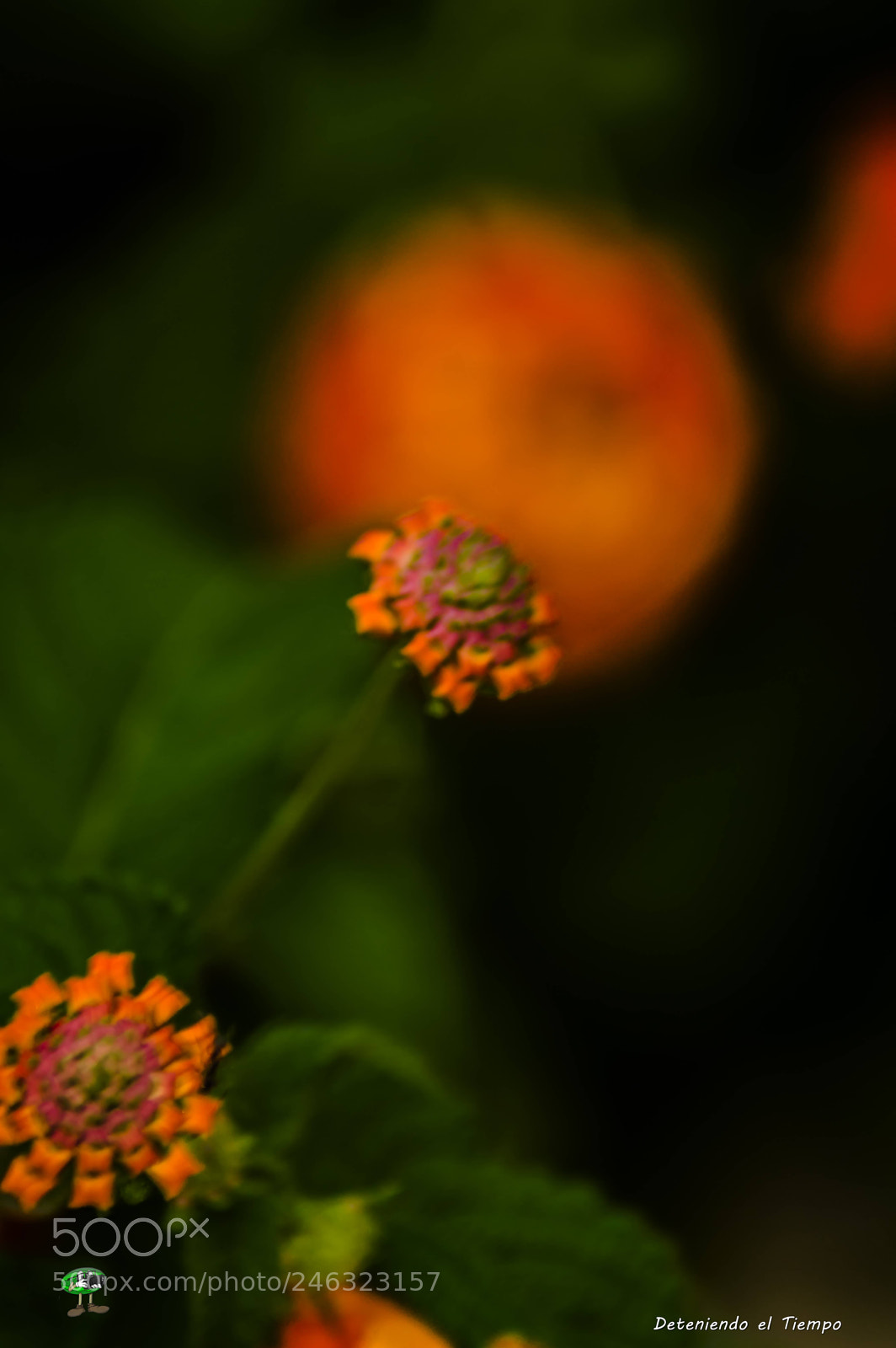 Nikon D3200 sample photo. Flores photography