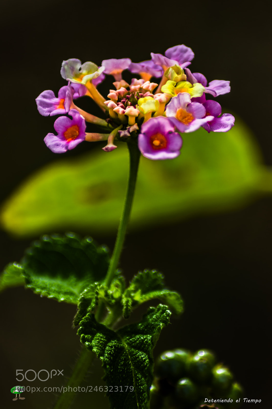 Nikon D3200 sample photo. Flores photography