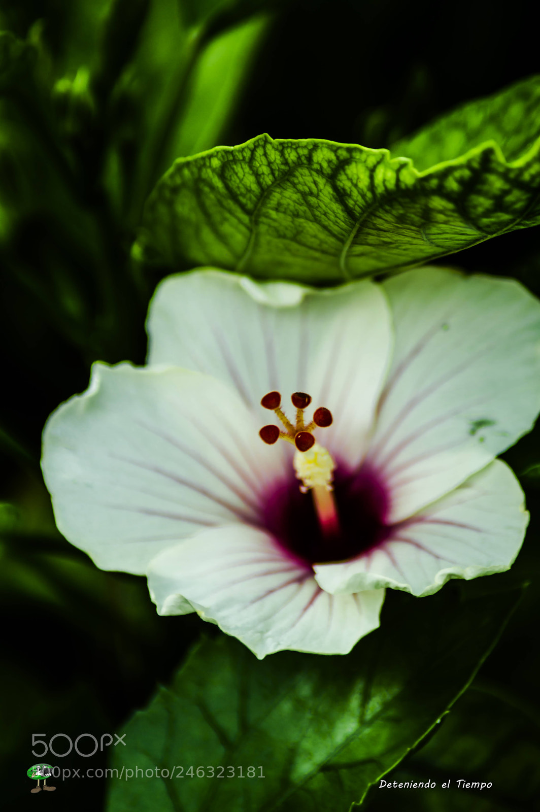 Nikon D3200 sample photo. Flores photography