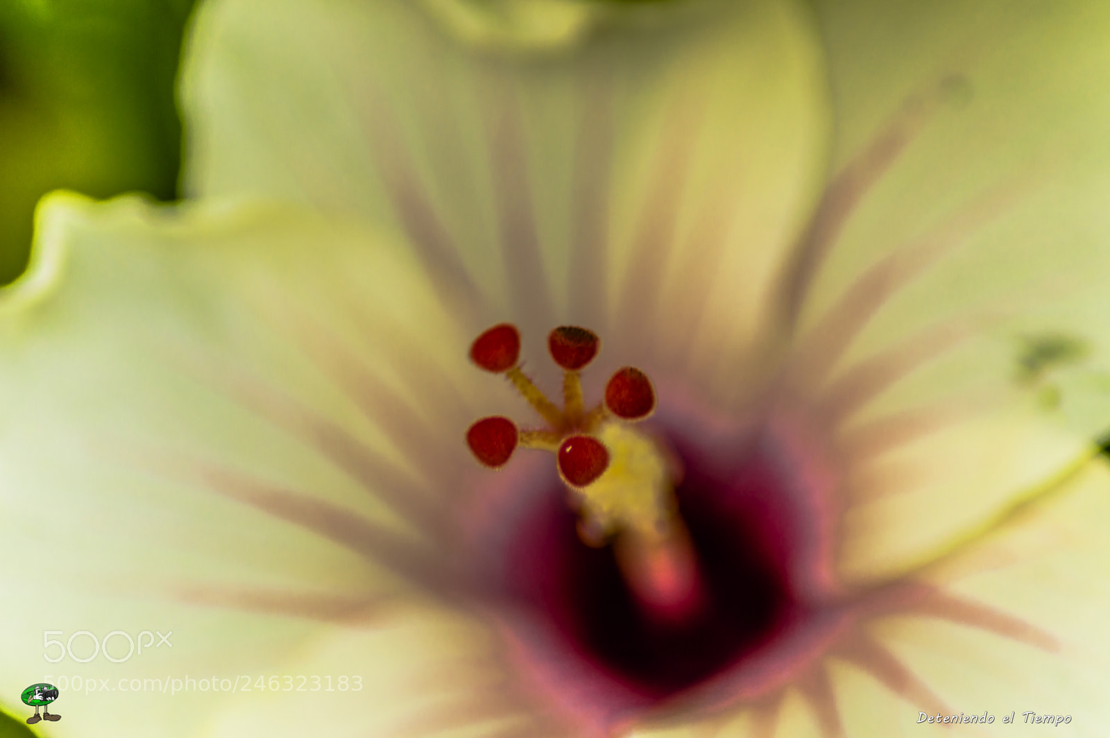Nikon D3200 sample photo. Flores photography