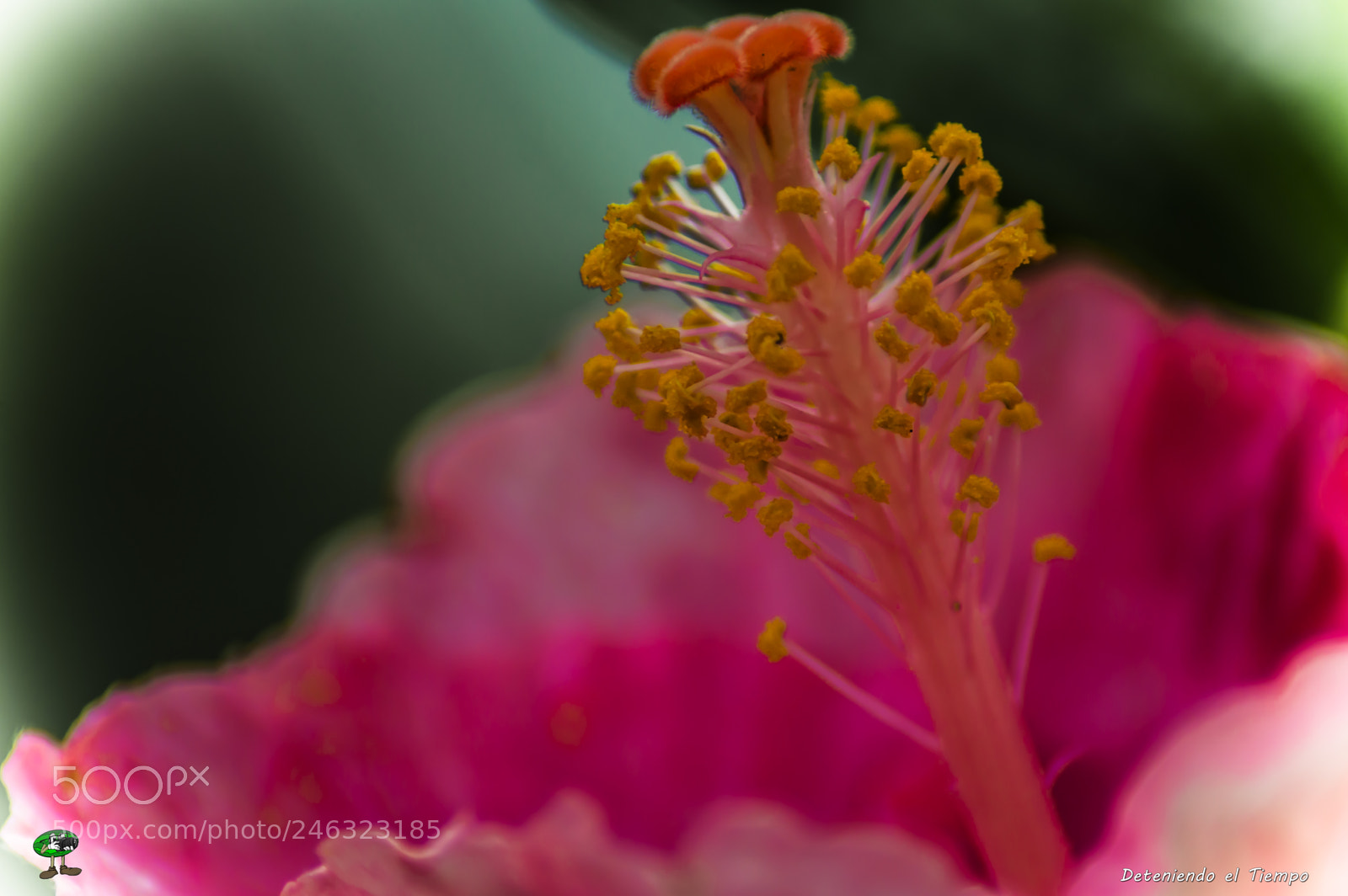 Nikon D3200 sample photo. Flores photography